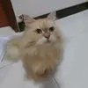 Alan Guan - @alan.guan5 - TikTok