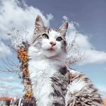 🫶🏼🐈 - @alanhabibb - Instagram