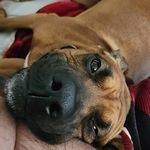 Alan Harker - @alan_nc_wrx - Instagram
