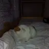 Hempel Alan - @hempel.alan - TikTok