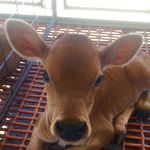 Alan Herring - @dairyvet - Instagram