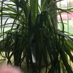 Alan Ferretti Horst - @alan_horst - Instagram
