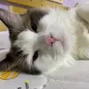 Alan🌷🍩 - @shoz.z1 - TikTok