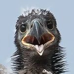 Alan Howe - @alanhowe51 - Instagram