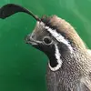 Alan Howe - @alan.howe - TikTok