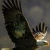 Alan Hull - Facebook