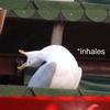 AlaniDove - @alanidove - TikTok