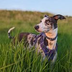 Alan McCurdy-Janusz - @brucethelurcher - Instagram