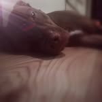 Alan Kalinowski - @love_the_dogs_4 - Instagram