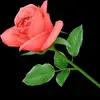 Maria De Lourdes6061 - @alanykimi - TikTok