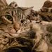 Alan: 3 Legged Kitty - Facebook