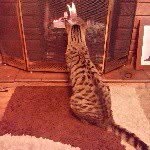 🐱alan & dexter🐱 - @_dexter_alan_kitty_ - Instagram