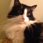 Alan - @alankittycat - Instagram