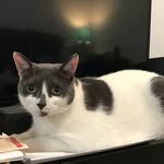 Alan Kitty Poole - @alan_kitty2010 - Instagram