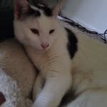 Alan The Cat - @alan_the_kitty - Instagram