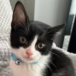 Alan the kitty - @alanthekitty22 - Instagram
