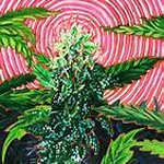 Alan Klaric - @alan.klaric111 - Instagram
