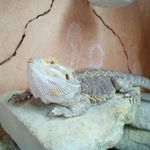 Alan Lach - @alanlach175 - Instagram