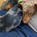 Alan Lamb - Facebook