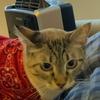 Samara the Siamese lynx - @heatheralanleith - TikTok