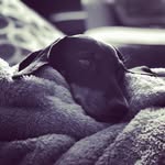 Cheryl Boyeson - @alan_little_legs_ - Instagram