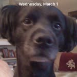 Alan Lobel - @pipsqueakalan - Instagram