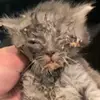 Alana Lyman - @alanalyman - TikTok
