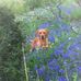 Allan Maclean - Facebook