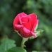Alan Maggio - Facebook