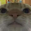 alanimartini - @poopstar6000 - TikTok