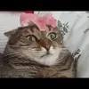 alanmastermatouf - @alanmastermatouf - TikTok