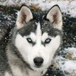 Alan De Melin - @wolf_gamer6543 - Instagram