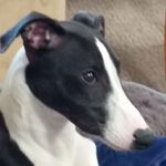 Alan Meschkow - @loveyourwhippet - Instagram