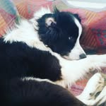 Sammy _ mey💖 - @alan.meyburgh - Instagram