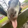 Alan - @alanmine88 - TikTok