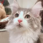 猫氏 - @alan_mochi - Instagram