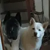 alanmonaco8 - @alanmonaco8 - TikTok