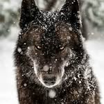 Alan Moon - @slanmoon - Instagram