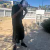alanlamorash - @alanlamorash - TikTok