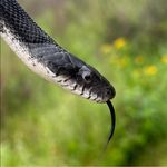 Alan Nichols - @darednek - Instagram