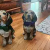 Beagle Boys 🐾 - @alananimmo - TikTok
