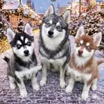 Nord Line Alaskan Klee-kai - @nordline_akk - Instagram