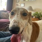 Alan Orchard - @reggie_the_saluki - Instagram