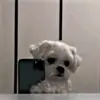 Alan Oswaldo417 - @alanoswaldo417 - TikTok