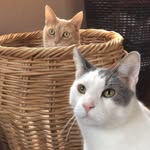 Alan+Oswald - @stinkyanchunky - Instagram