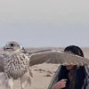 ع العتيبي🐆 - @alanou_ - TikTok