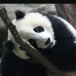 Alan Pak - @alanpak90 - Instagram