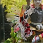 Alan Pak - @alanpak0820 - Instagram