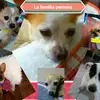 Familia Perruna - @alanpakolin - TikTok