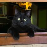 Alan - @alan_the_panther - Instagram